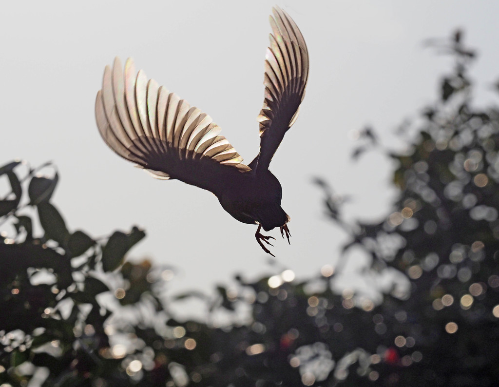 ヒヨドリ羽ばたき