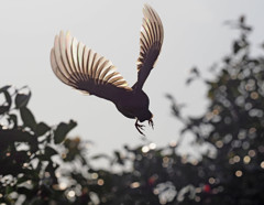 ヒヨドリ羽ばたき