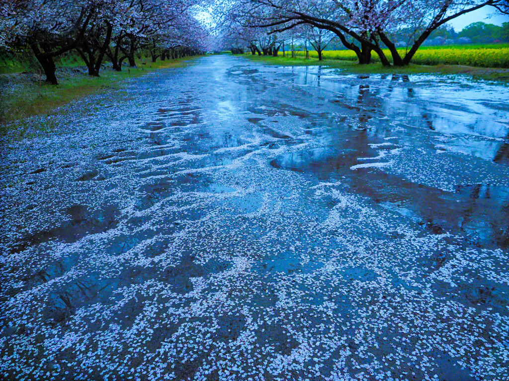 降り続く雨