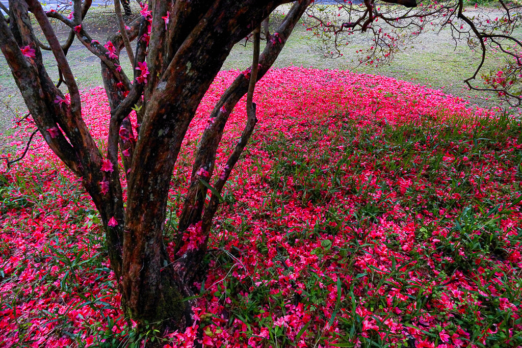 散り花