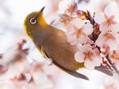 寒緋桜にメジロ