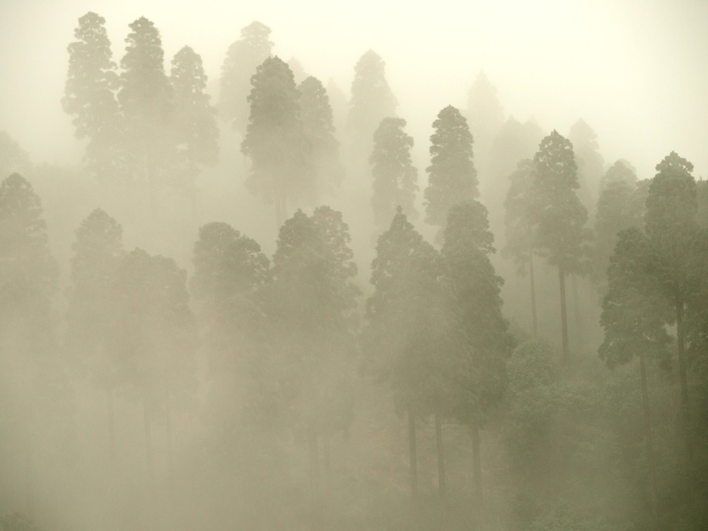 霧雨の里山