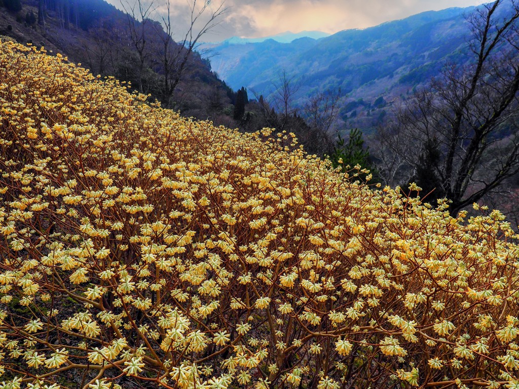 山間に群生