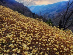 山間に群生