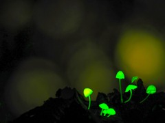 やっと出会えた森の妖精に