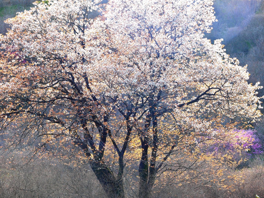 満開の山桜