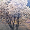 満開の山桜