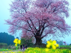 一本桜