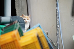 漁港のねこ