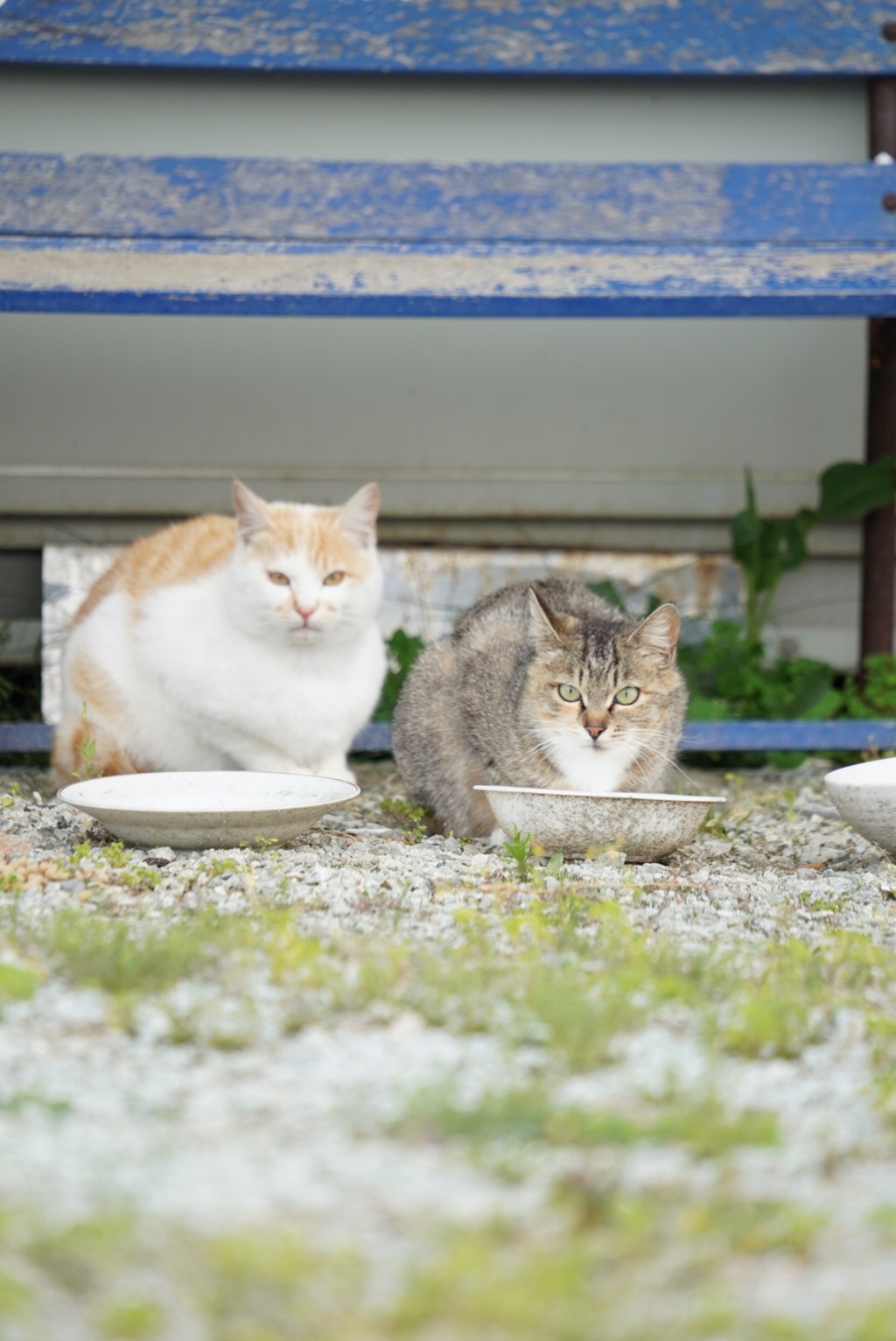 漁港ネコの食事