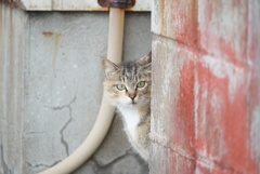 漁港のねこ②