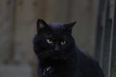 黒猫