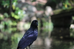 カラス