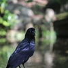 カラス