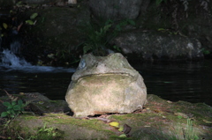カエル