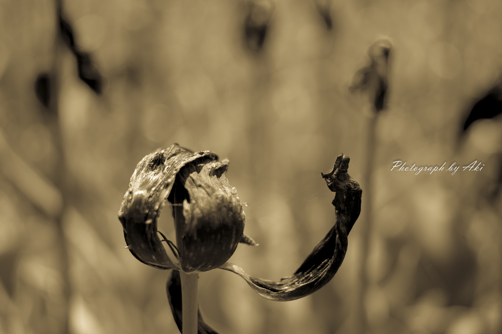 Strange Fruit