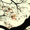 Imaginary～虚像