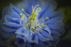 Blue jewel