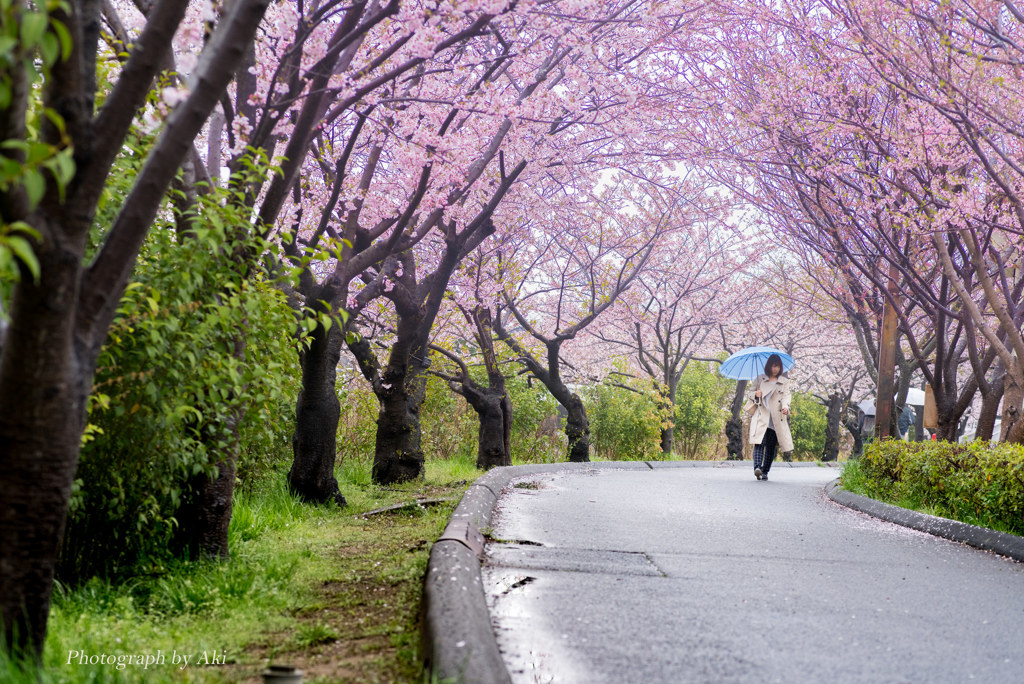 桜