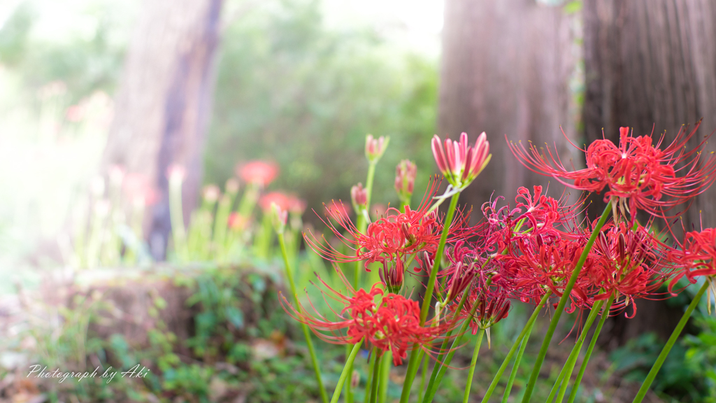 Lycoris-1