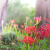 Lycoris-1
