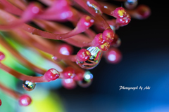 蜜