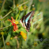 Butterfly effect