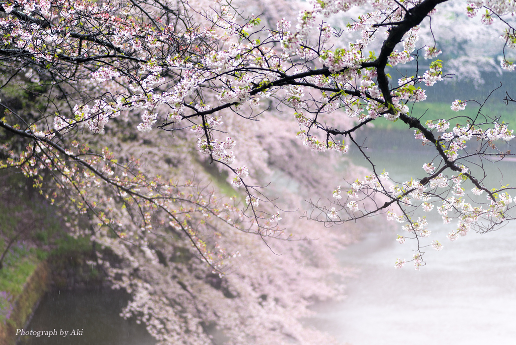 桜