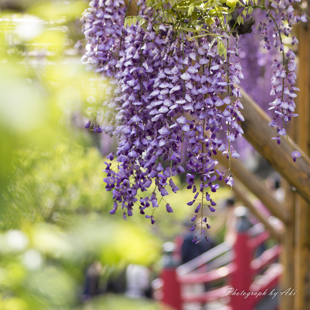 たまには花でも