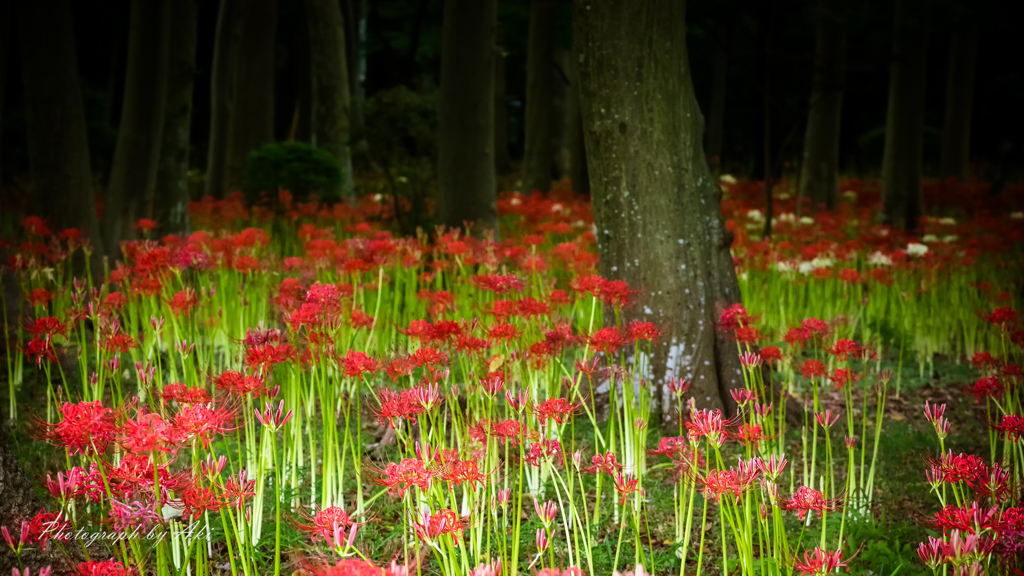 Lycoris-2