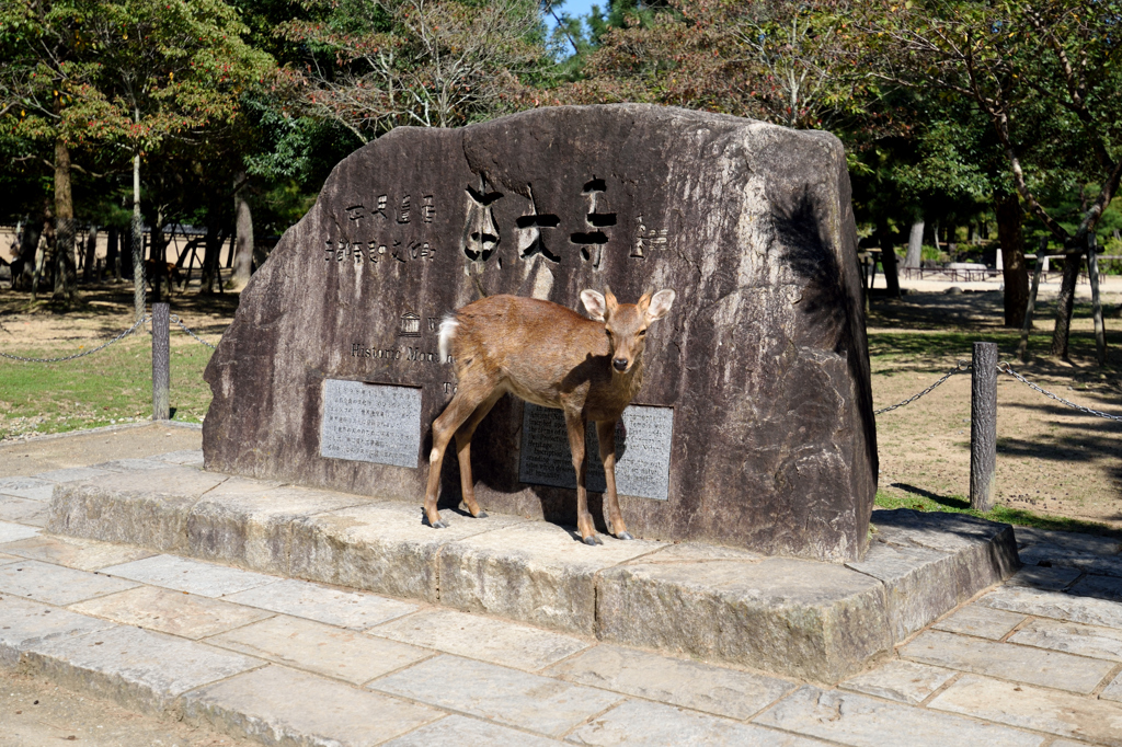 東大寺7
