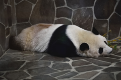 王子動物園5