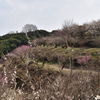 綾部山梅林3