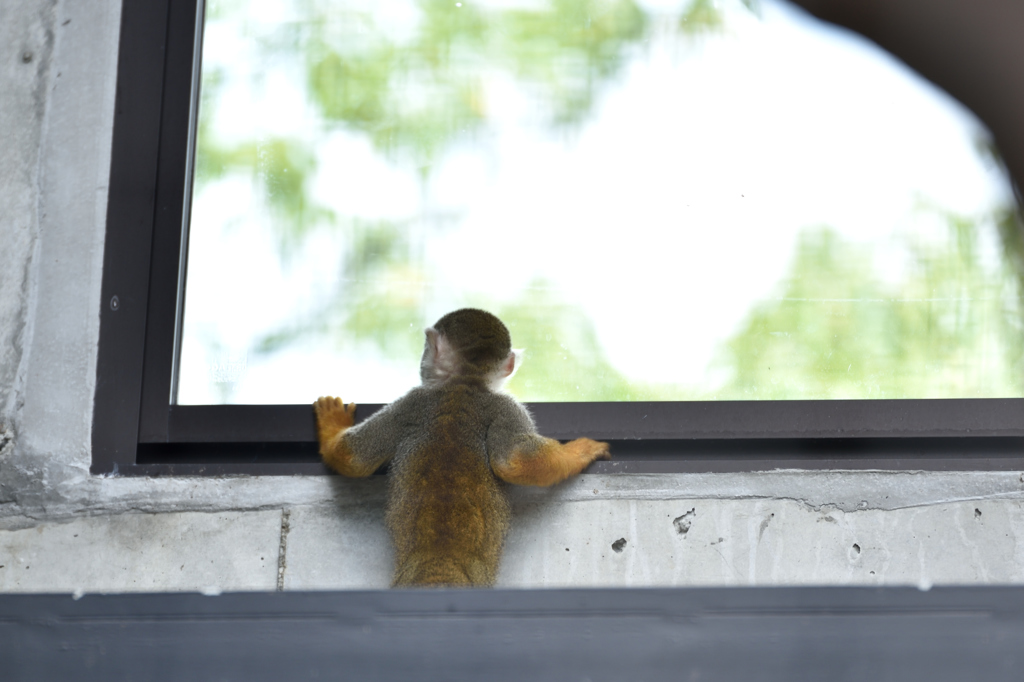 王子動物園3