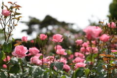 須磨離宮公園
