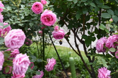 須磨離宮公園