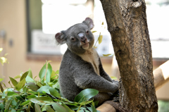 王子動物園2