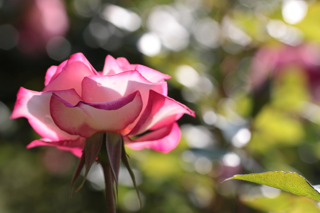 薔薇