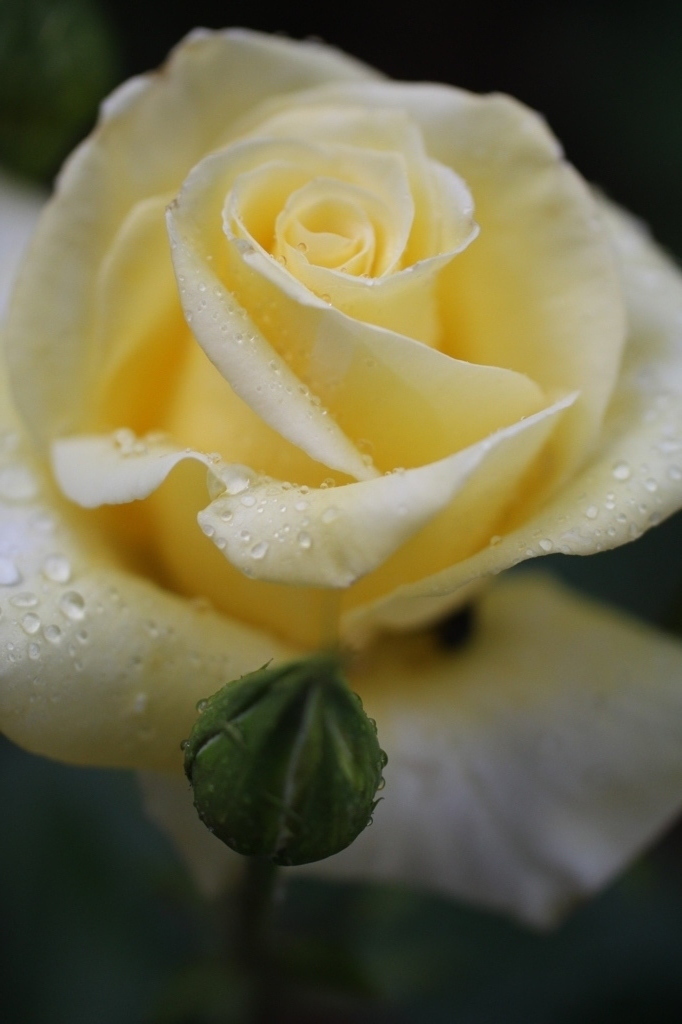 雨の日の薔薇
