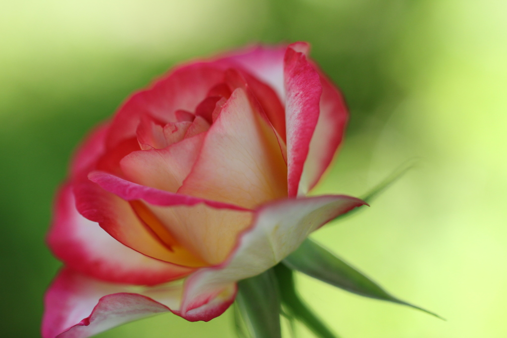 薔薇
