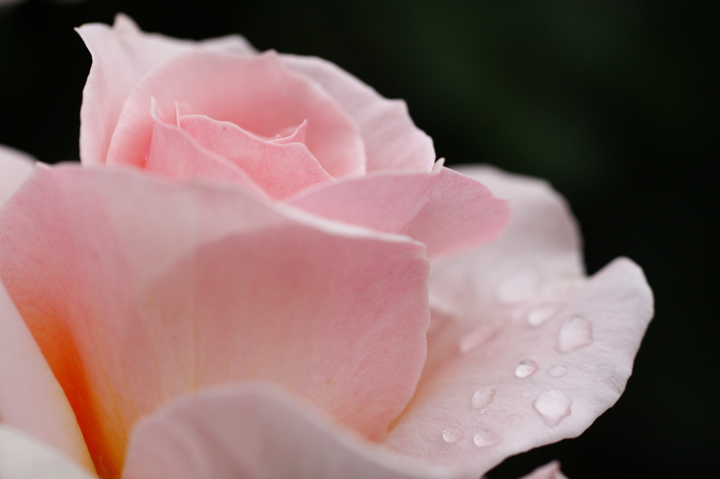 薔薇