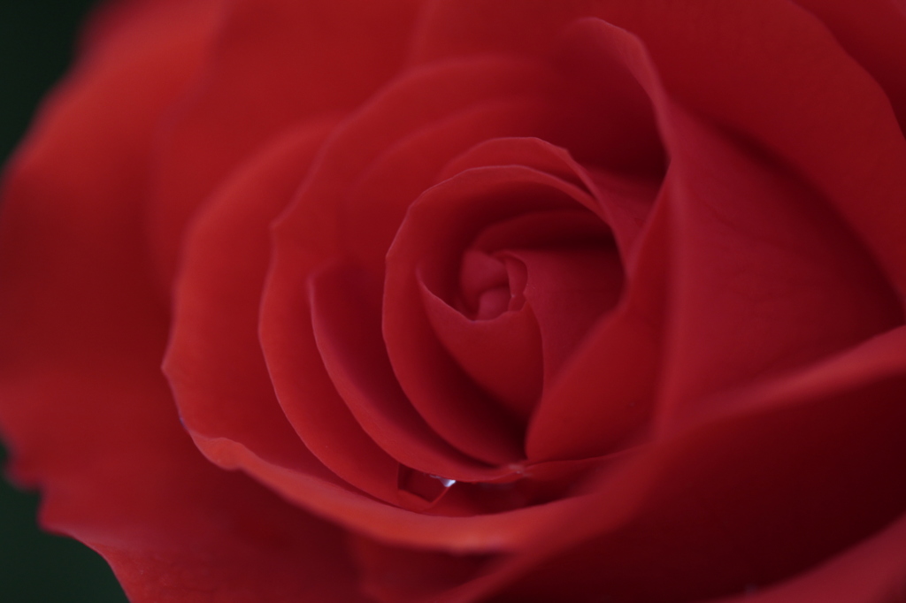 薔薇