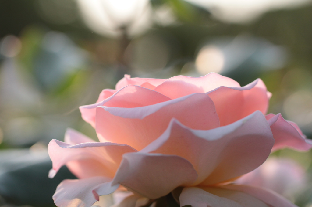 薔薇