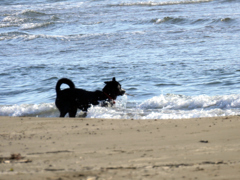 忠犬