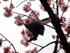 桜咲く