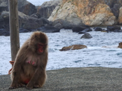 海猿マダムの思い