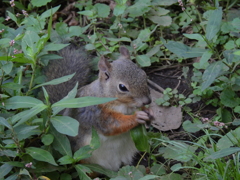 野菜も食べなきゃ