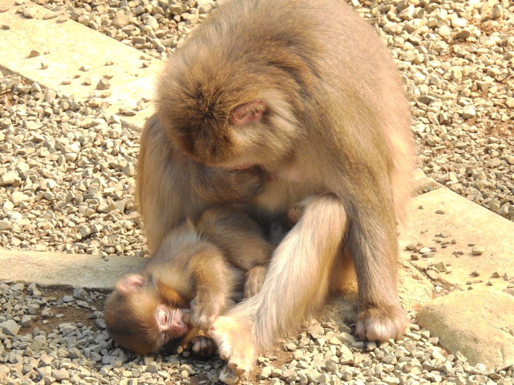 親の髄までしゃぶる