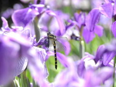 花園のコオニ