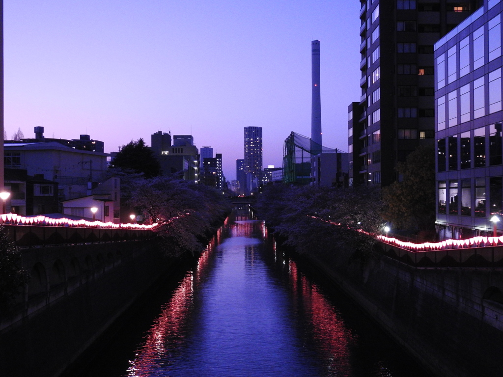 夕風通る目黒川